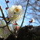 梅の花　開花　Ⅱ