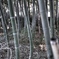 竹林をx-t3 で撮ってみました。