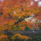 巨大な紅葉