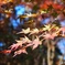 秋晴れの紅葉