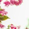 河津桜2020