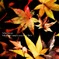 fallen leaves
