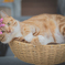 カルビ猫