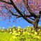 菜の花と梅の木