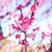 梅の花