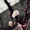 梅