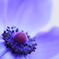 Anemone