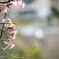 あたみ桜とメジロ