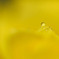 水玉　B