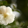 山茶花