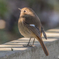 いつもの公園「小春」