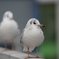 ユリカモメ