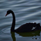 black swan