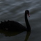 black swan 2