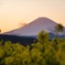 菜の花と富士山