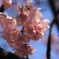 雪割桜