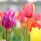 チューリップ