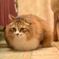 うちの癒し系