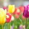 チューリップ
