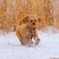 DOG225