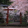 【過去写】金井新保八幡宮の桜②