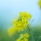 菜花