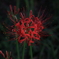 彼岸の花