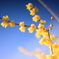 蝋細工の花