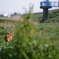 河川敷にゃんこ