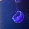 加茂水族館TI