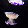 加茂水族館TI