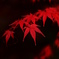 赤と黒