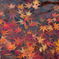 紅葉ヶ池