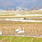 田んぼに
