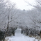 雪化粧の森