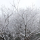雪化粧の森_③