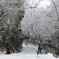 雪化粧の森_④