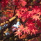 初冬の紅葉１