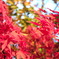 初冬の紅葉２