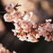 寒桜