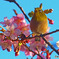 春だね～