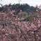 咲き始めの河津桜