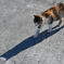 青島の猫 2019.01.03