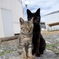 相島の猫