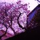 住宅地・春１