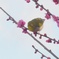 P1200034　メジロさん ♪