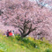 みなみの桜と人力車