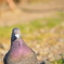 イケ鳩
