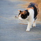 イケ猫①