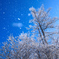霧氷の雪
